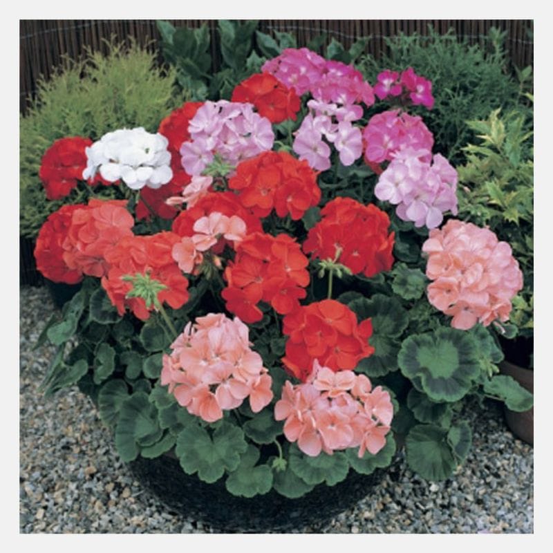 Geranium F1 Maverick Mix Flower Seeds