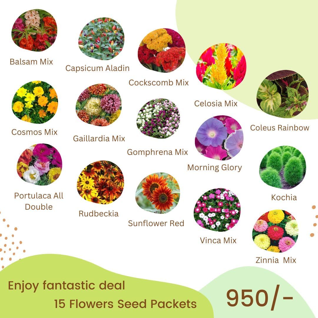 Summer Flower Seeds Deal