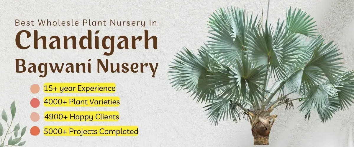 Bagwani Nursery in Chandigarh