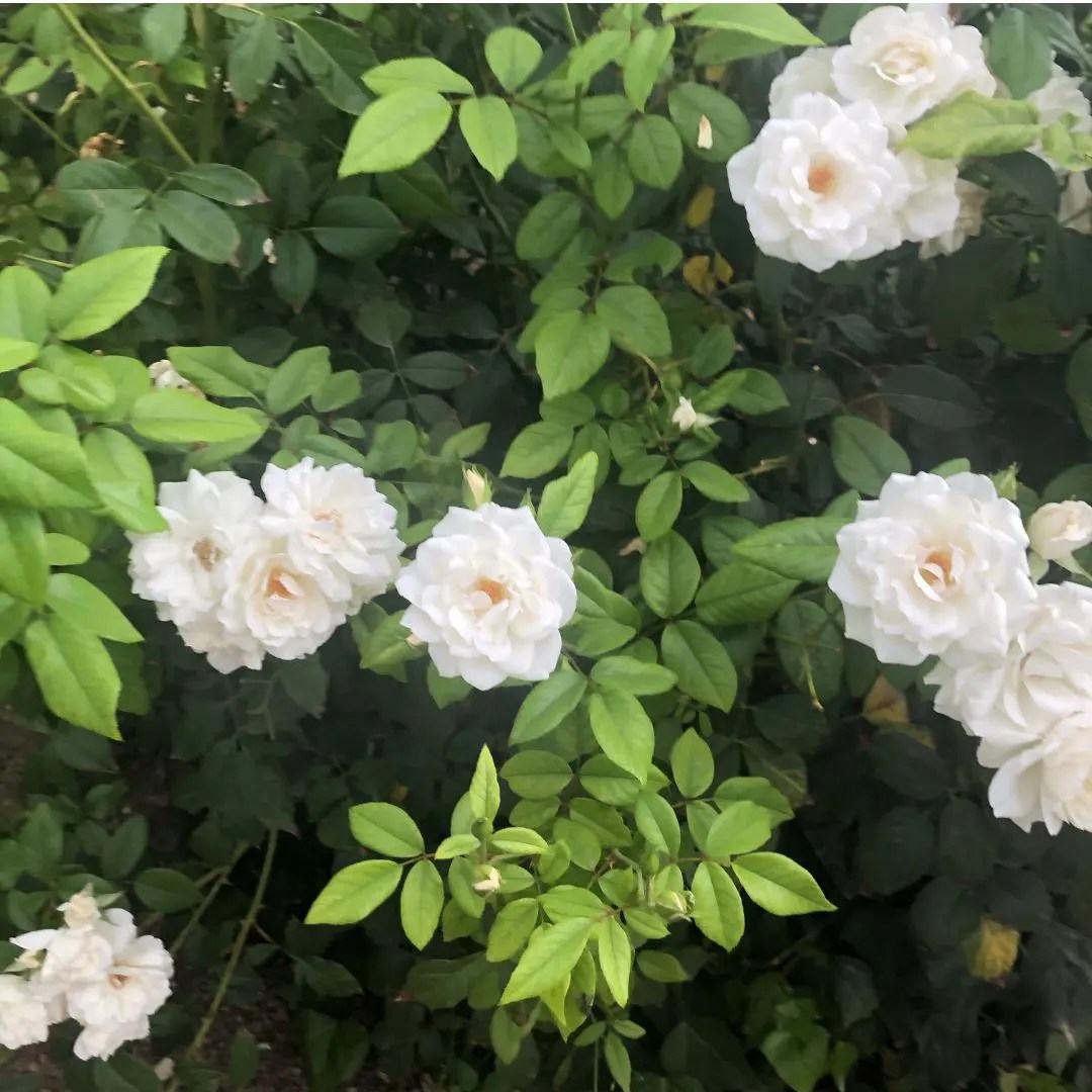 Creeper, Climber Rose Plant (White) Bagwani NurseryIndia's Largest
