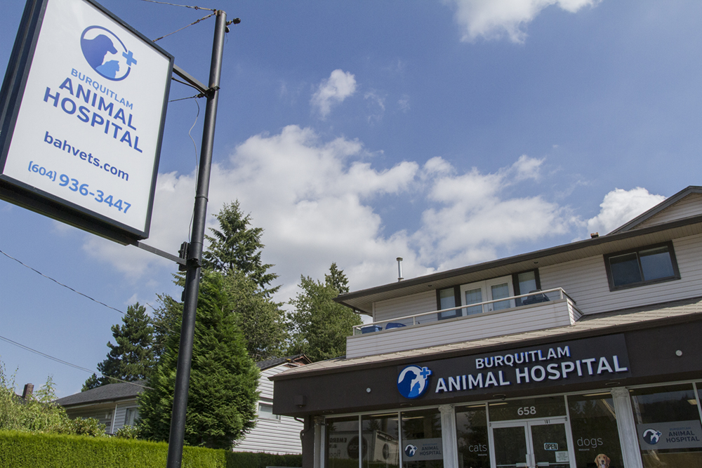Tour The Facility Burquitlam Animal Hospital