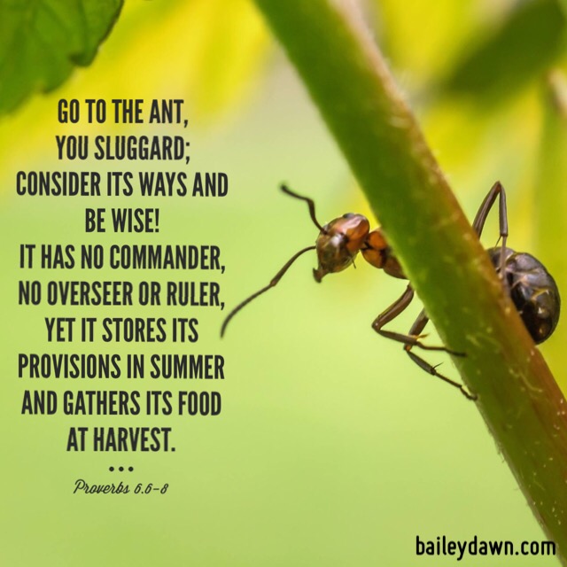 How to Naturally Kill Ants to Wellness