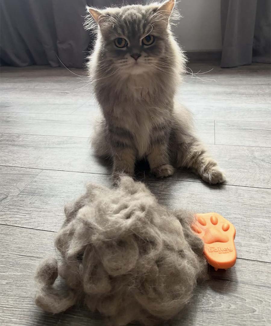 Shedding Cats Create Giant Furballs in this years Furball Challenge