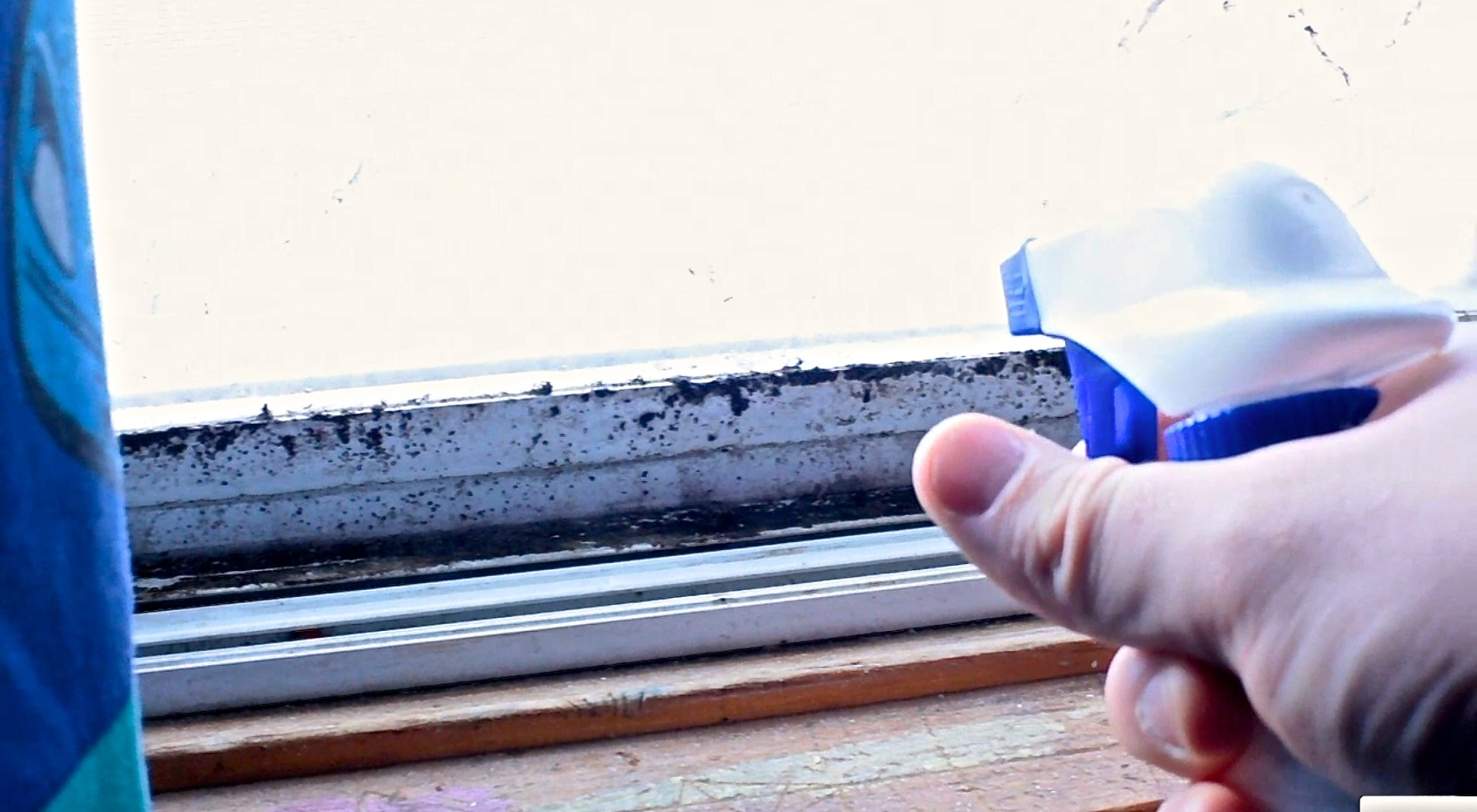 How to Fight Mold and Win