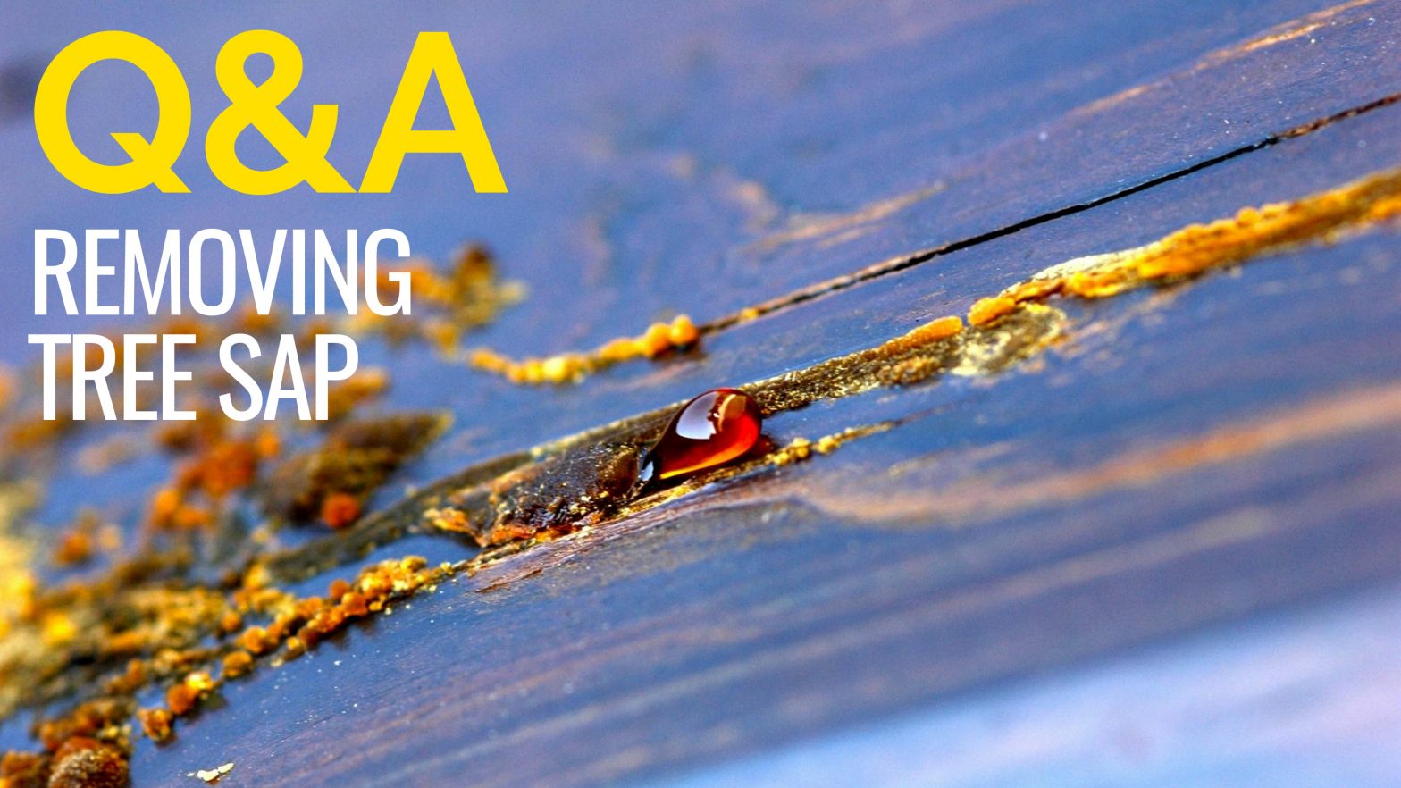 How to Remove Tree Sap from Wood, Clothes & Vehicles