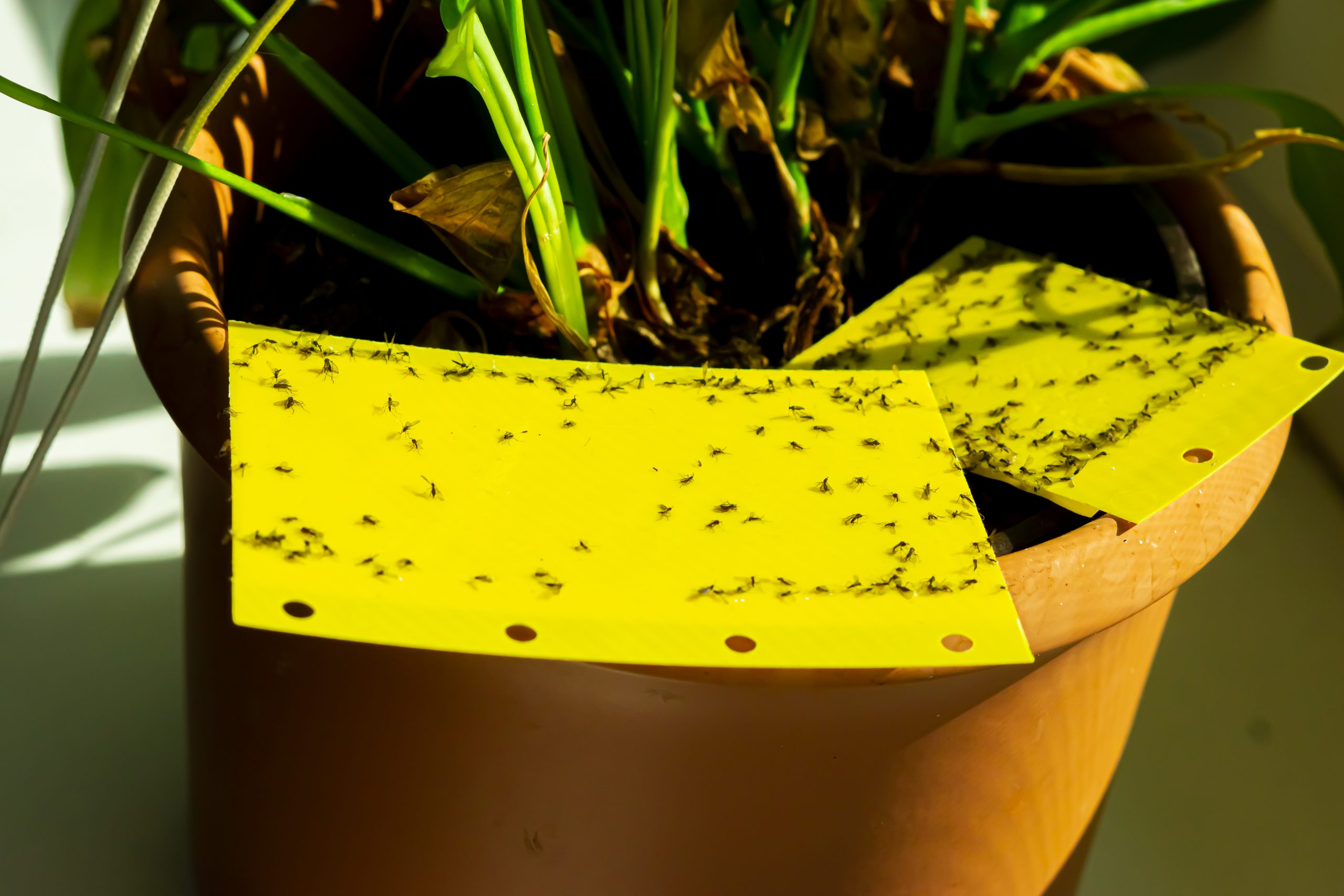 HOW TO GET RID OF GNATS 10 Fast, Easy Ways That Really Work