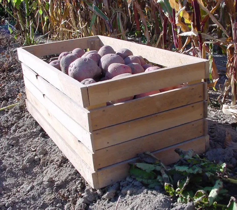 Learn to Grow and Store Food in a Root Cellar Join My Live, Online