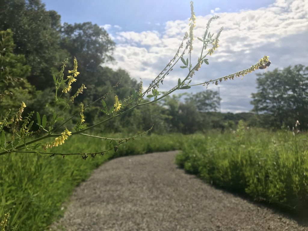 Chauncey Depot Baileys Trail System Baileys Trail System