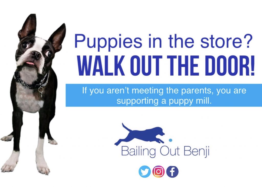 Buyer Beware Dog Broker Crittersville Enterprises Bailing Out Benji