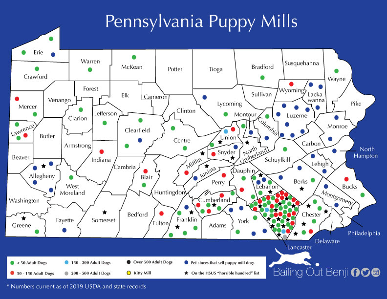 petables puppy boutique