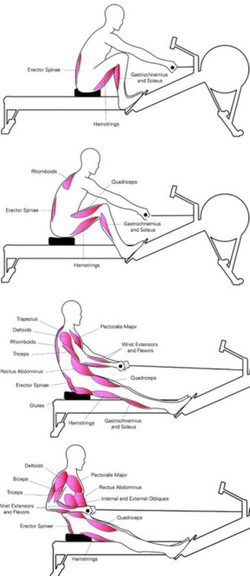 Ten Reasons Why Rowing Is The Perfect Workout Bainbridge Island Rowing