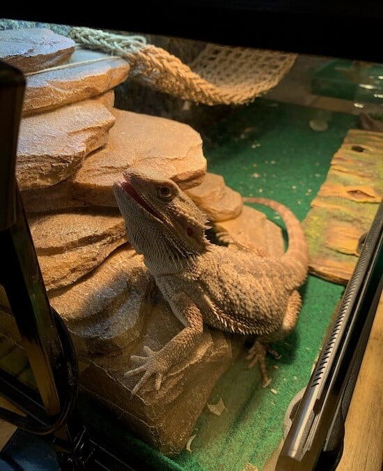 Meet Dr. Lisa Baines Springfield Dentist Baines Dental