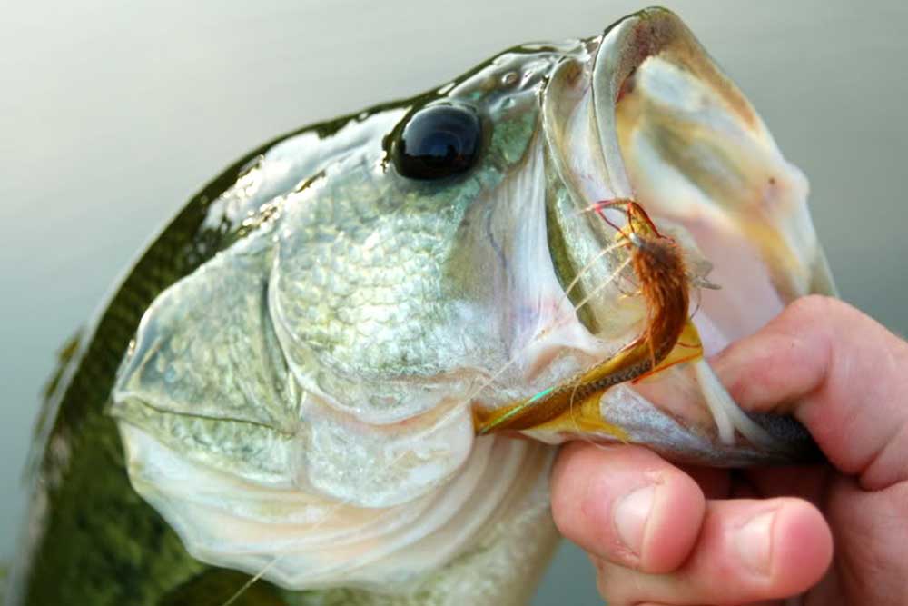 Fly Fishing for Bass, Learn the Basics