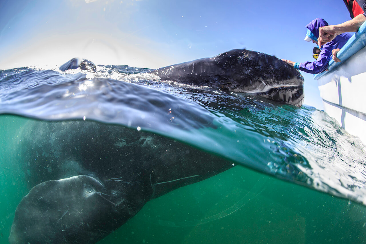 10 Fun Facts About Gray Whales Baja Expeditions
