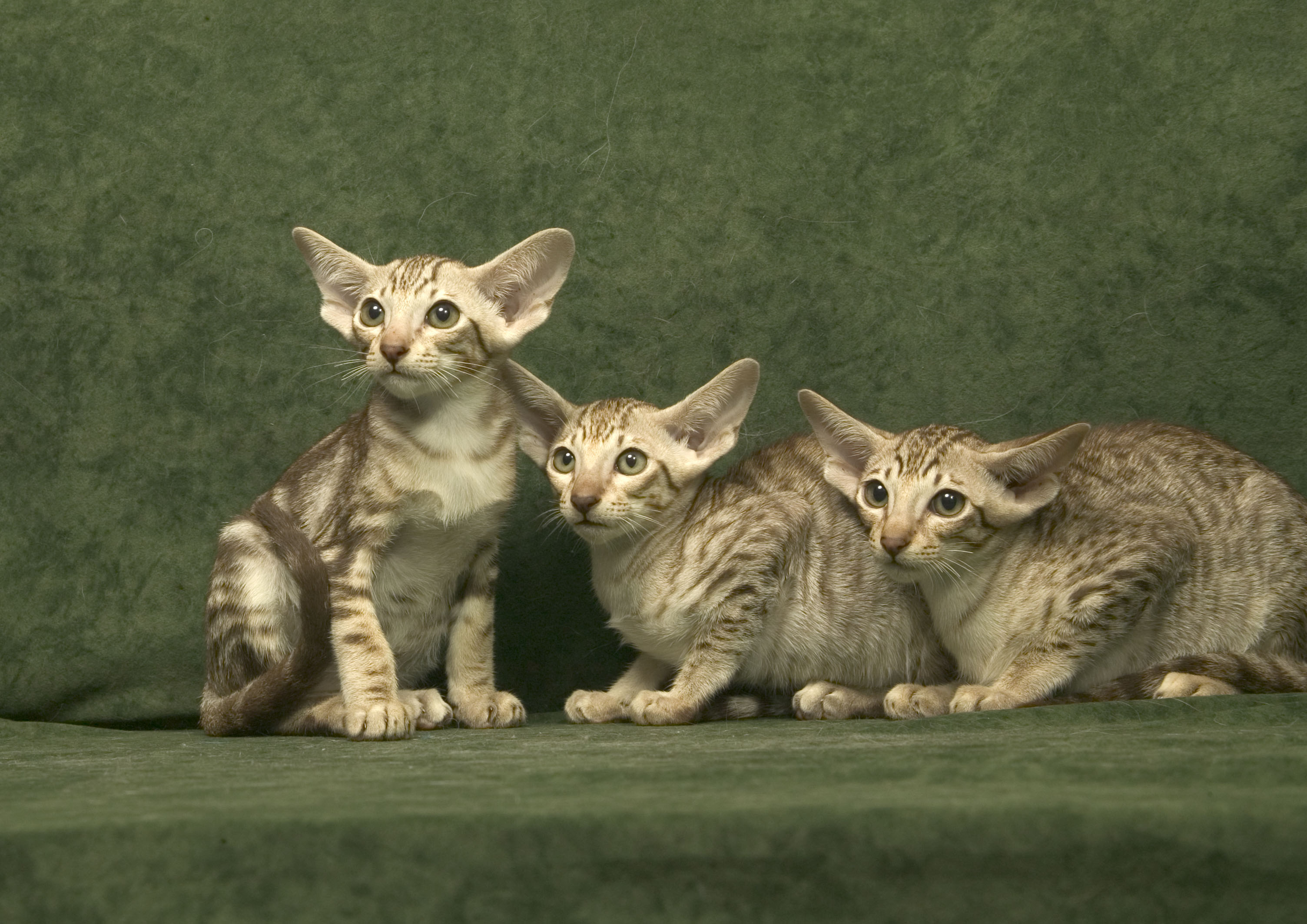 Oriental Kittens For Sale Oriental Cat Qualities Oriental Cat Sale
