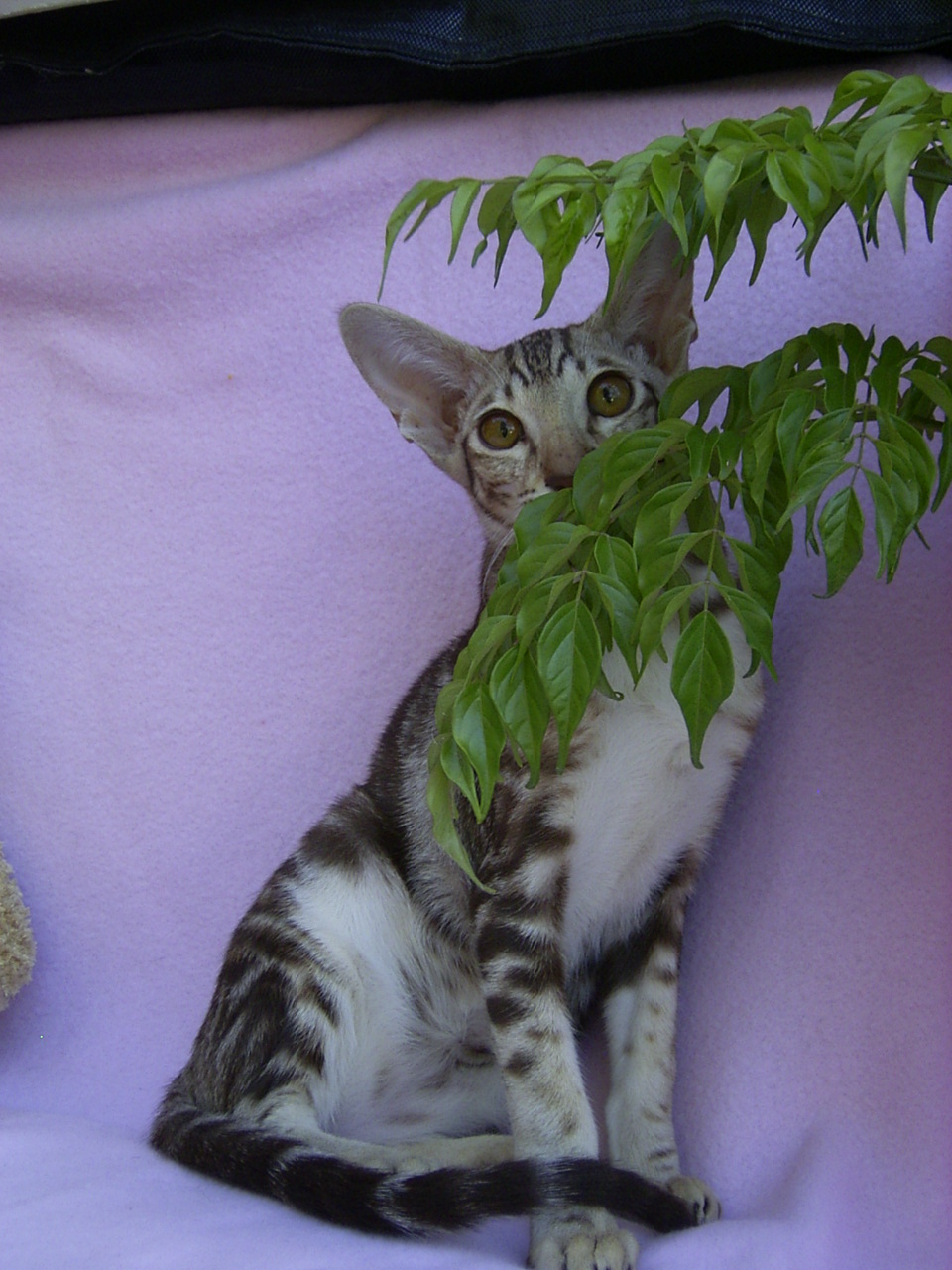 Oriental Kittens For Sale Oriental Cat Qualities Oriental Cat Sale