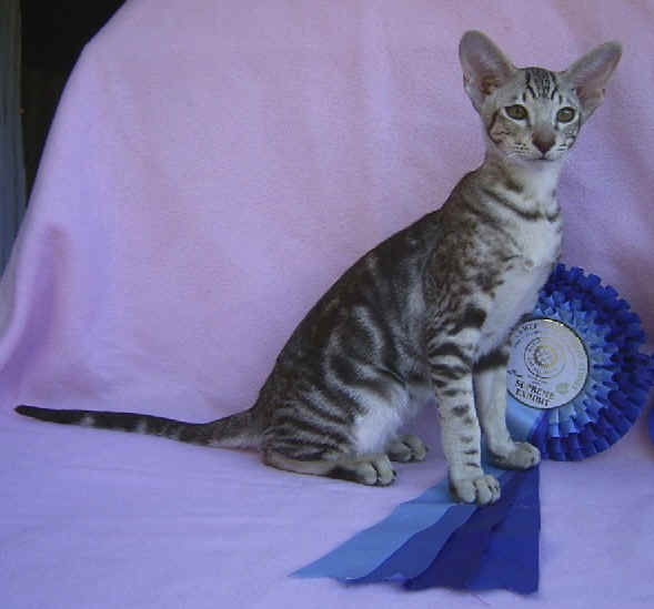 Oriental Kittens For Sale Oriental Cat Qualities Oriental Cat Sale