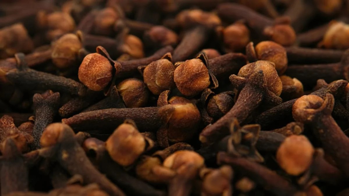 All About Cloves History Health Benefits Uses 10 Amazing Facts