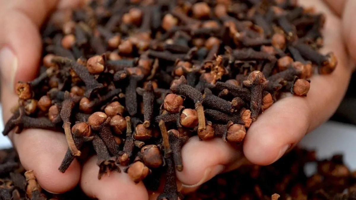 All About Cloves History Health Benefits Uses 10 Amazing Facts