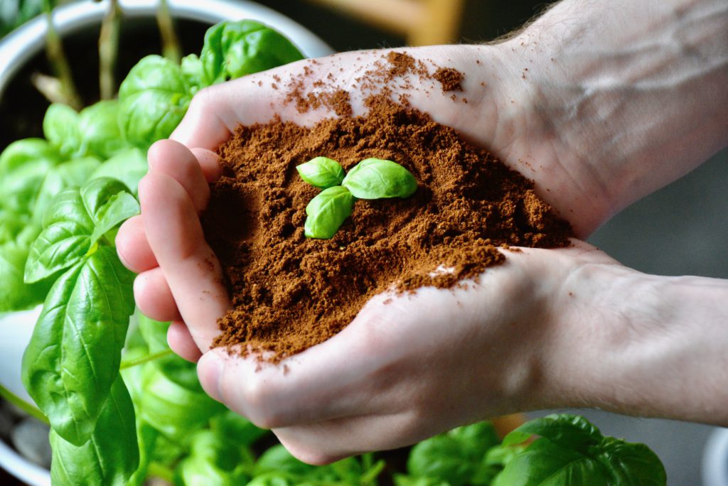 Are Coffee Grounds Good For Your Garden? Baked, Brewed, Beautiful
