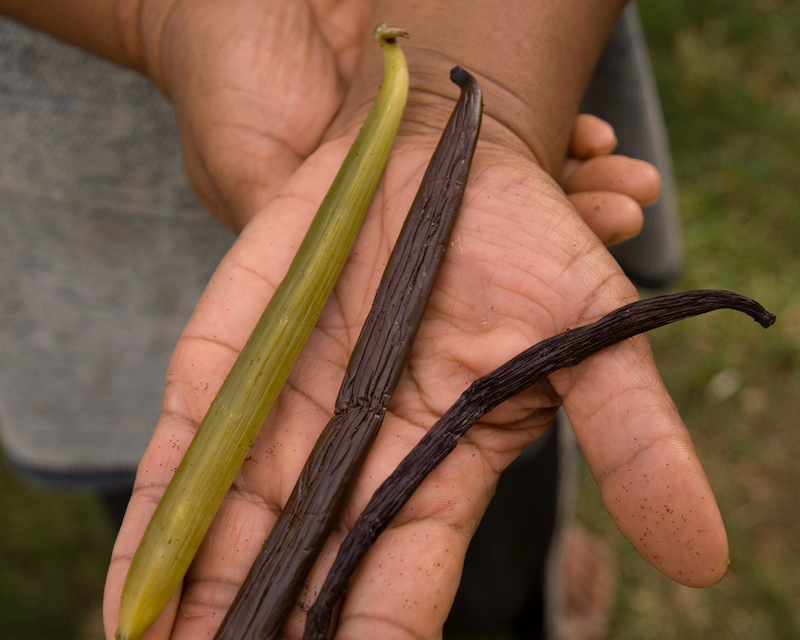 How A Vanilla Bean Is Born, The Heilala Way Bake from Scratch