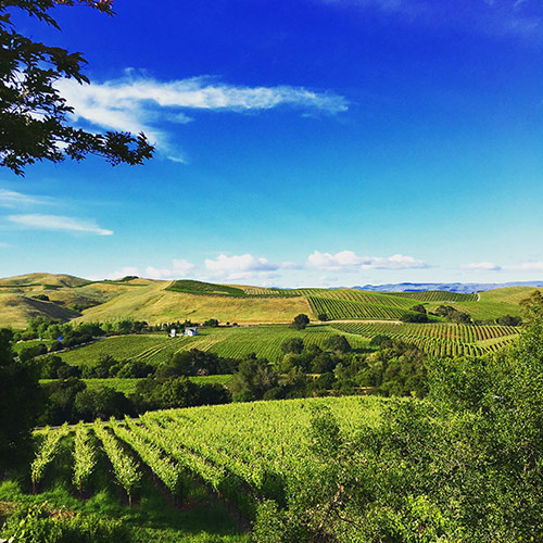 San Francisco & California Wine Country 2023 Bake from Scratch