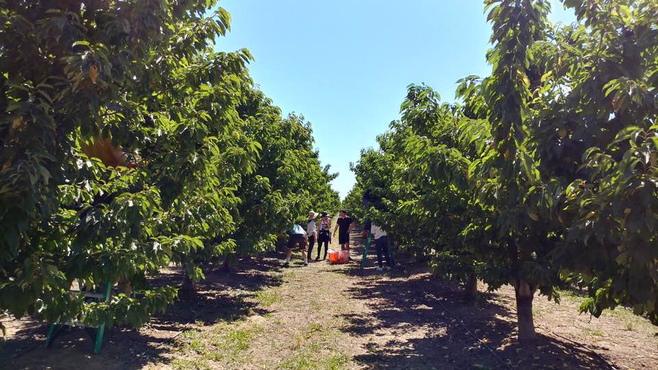 [W 그룹] Cherry Picking Bay Area K Group