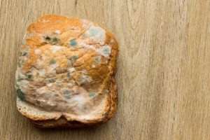 Ate Moldy Bread? What to Do (Risks and Solutions)
