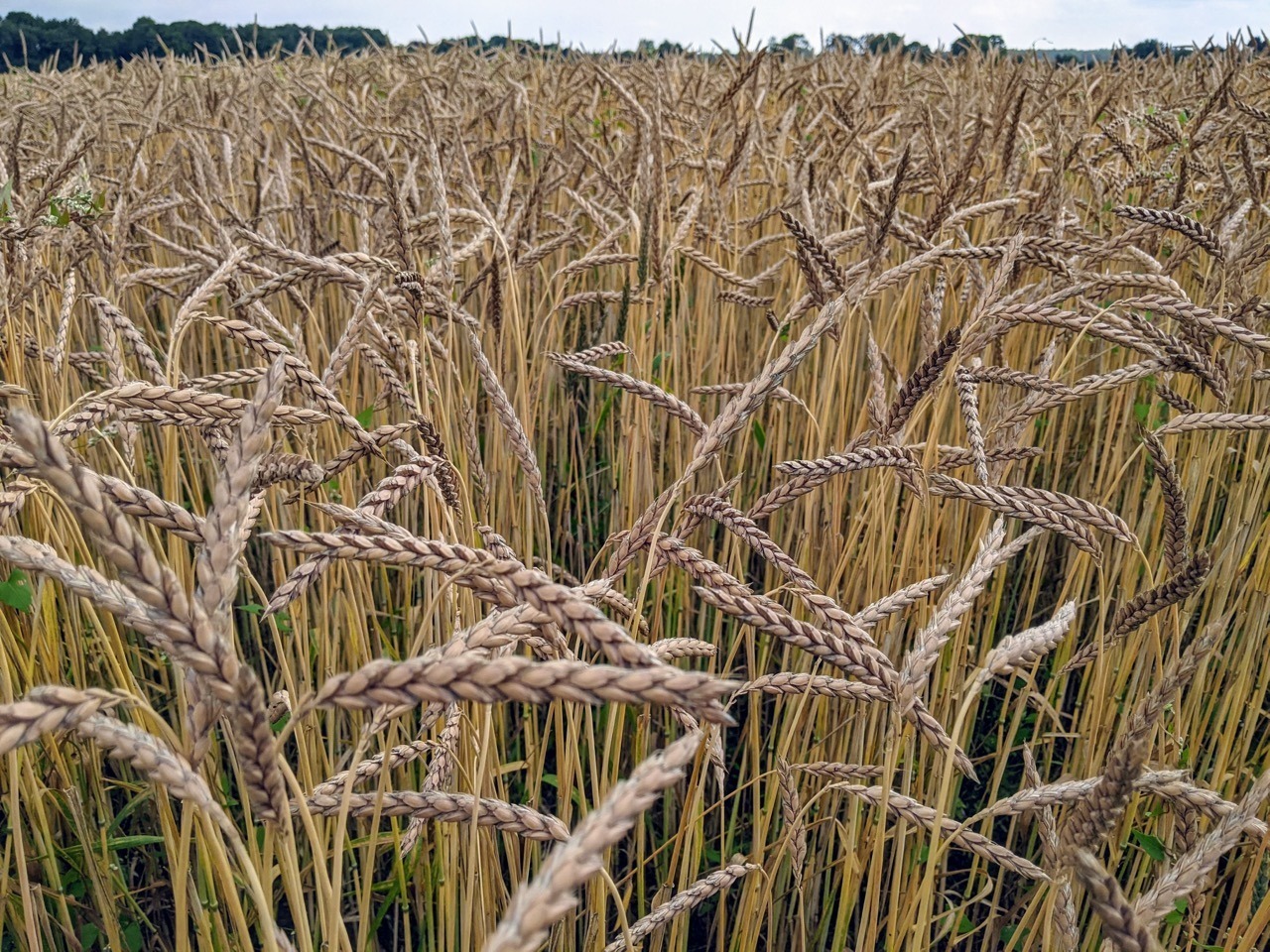 Kun Je Bloem Vervangen Door (Volkoren)Meel (En Andersom)?