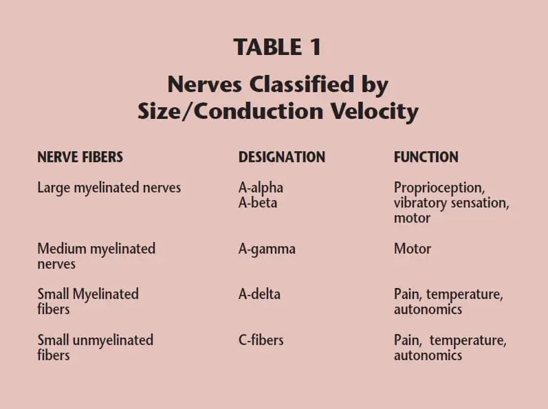 Epidermal Nerve Fiber Density Testing An Overview Bako Diagnostics