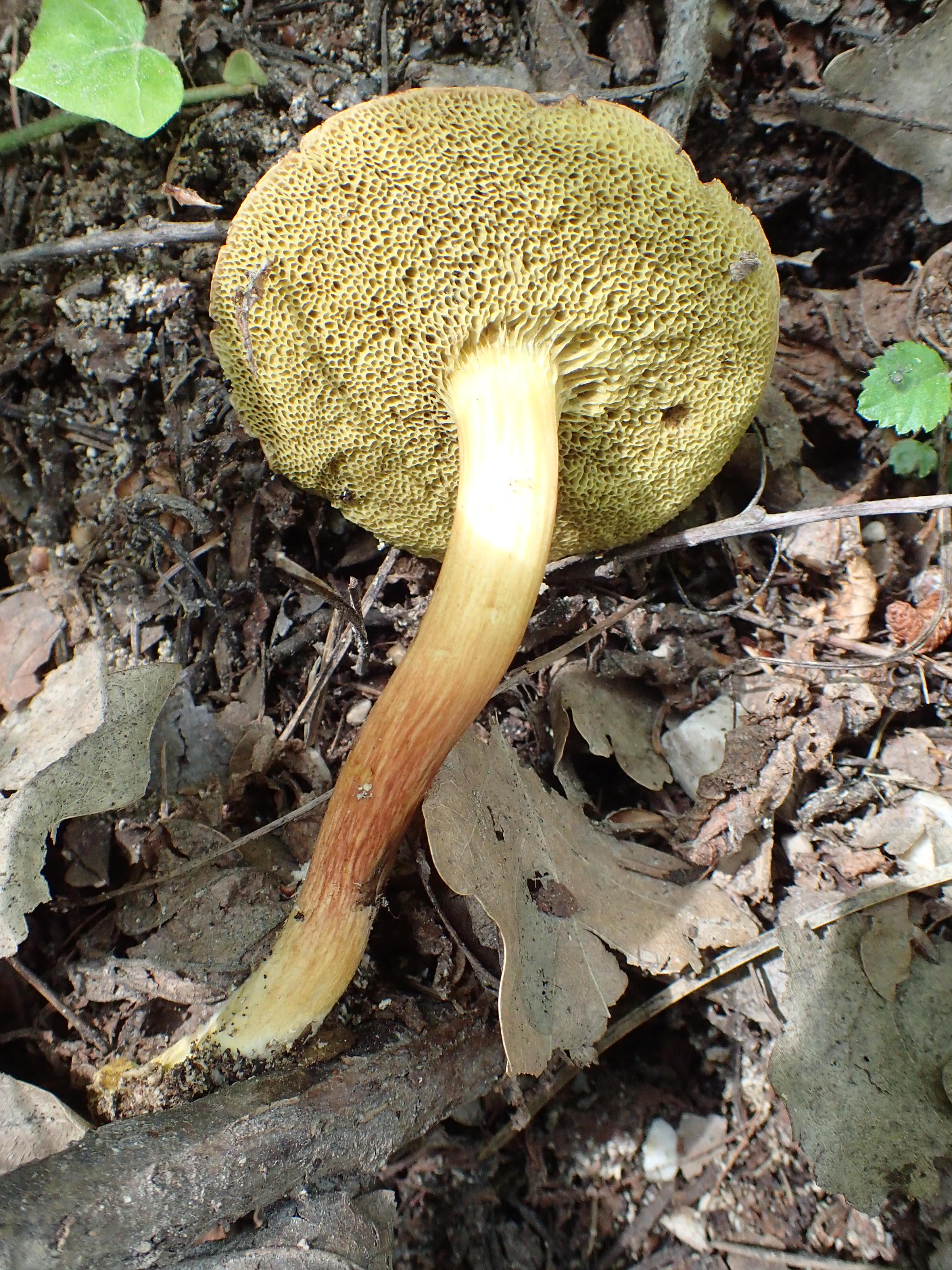 Le bolet à chair jaune Biodiversité du pays des Paillons