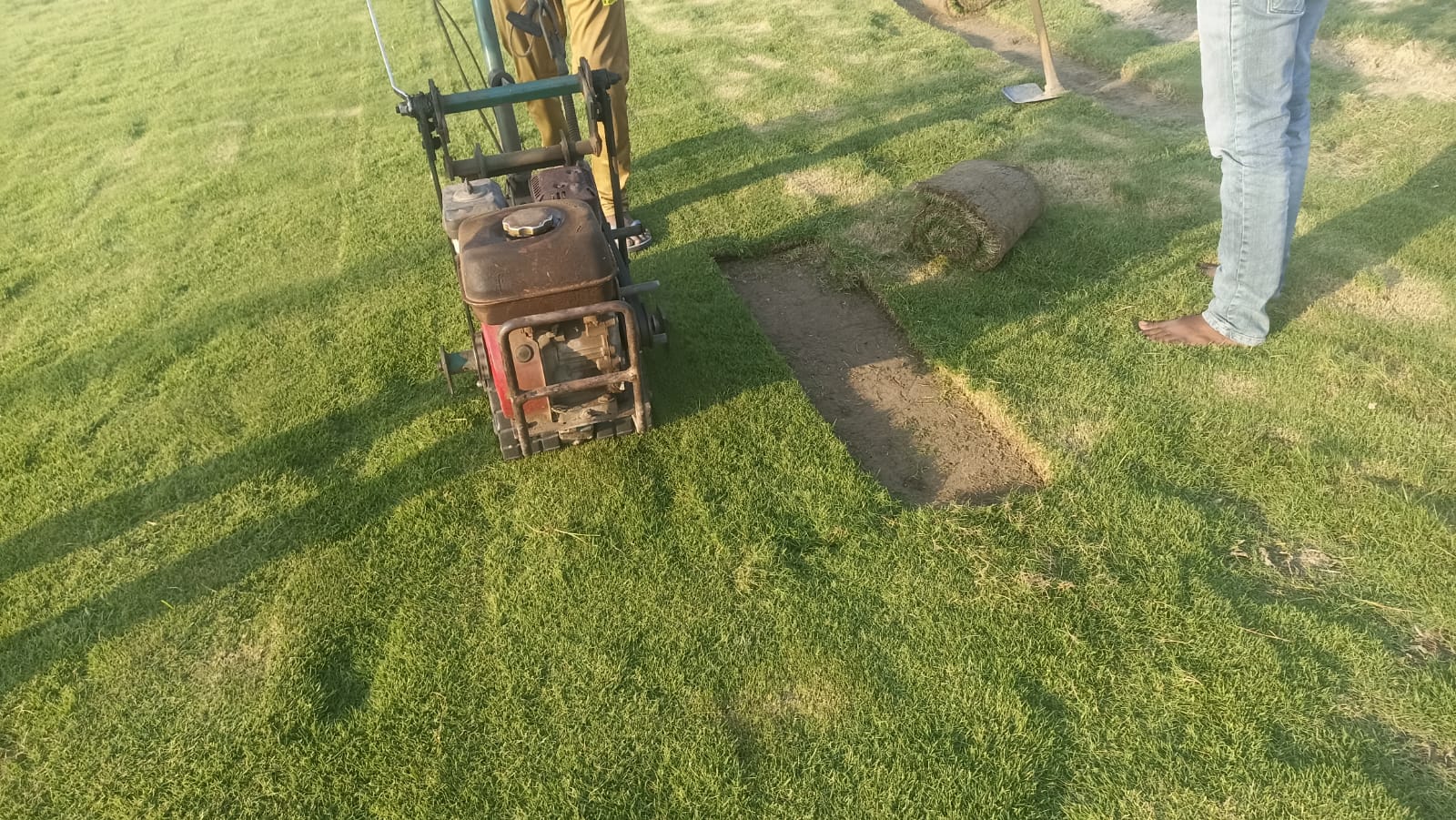 Carpet Lawn Grass Manufacturer from Kolkata Balaji Nursery