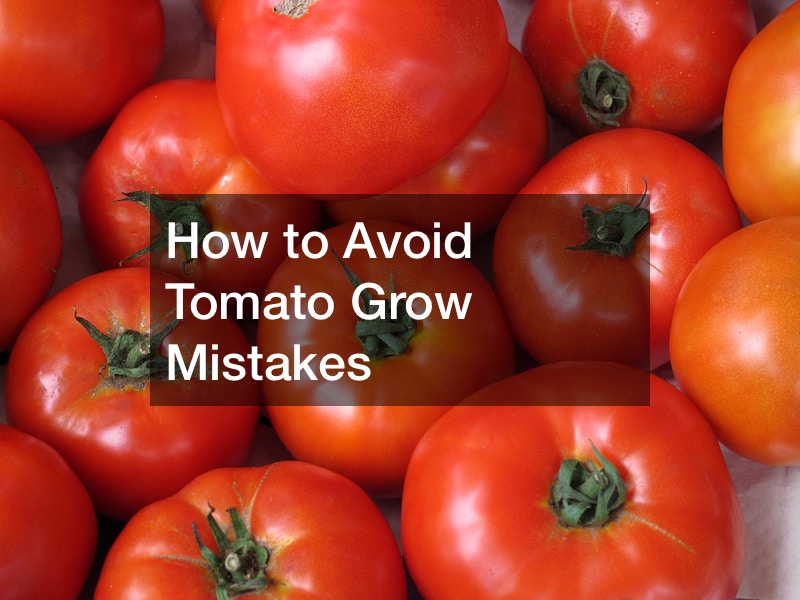 How to Avoid Tomato Grow Mistakes Balanced Living Magazine