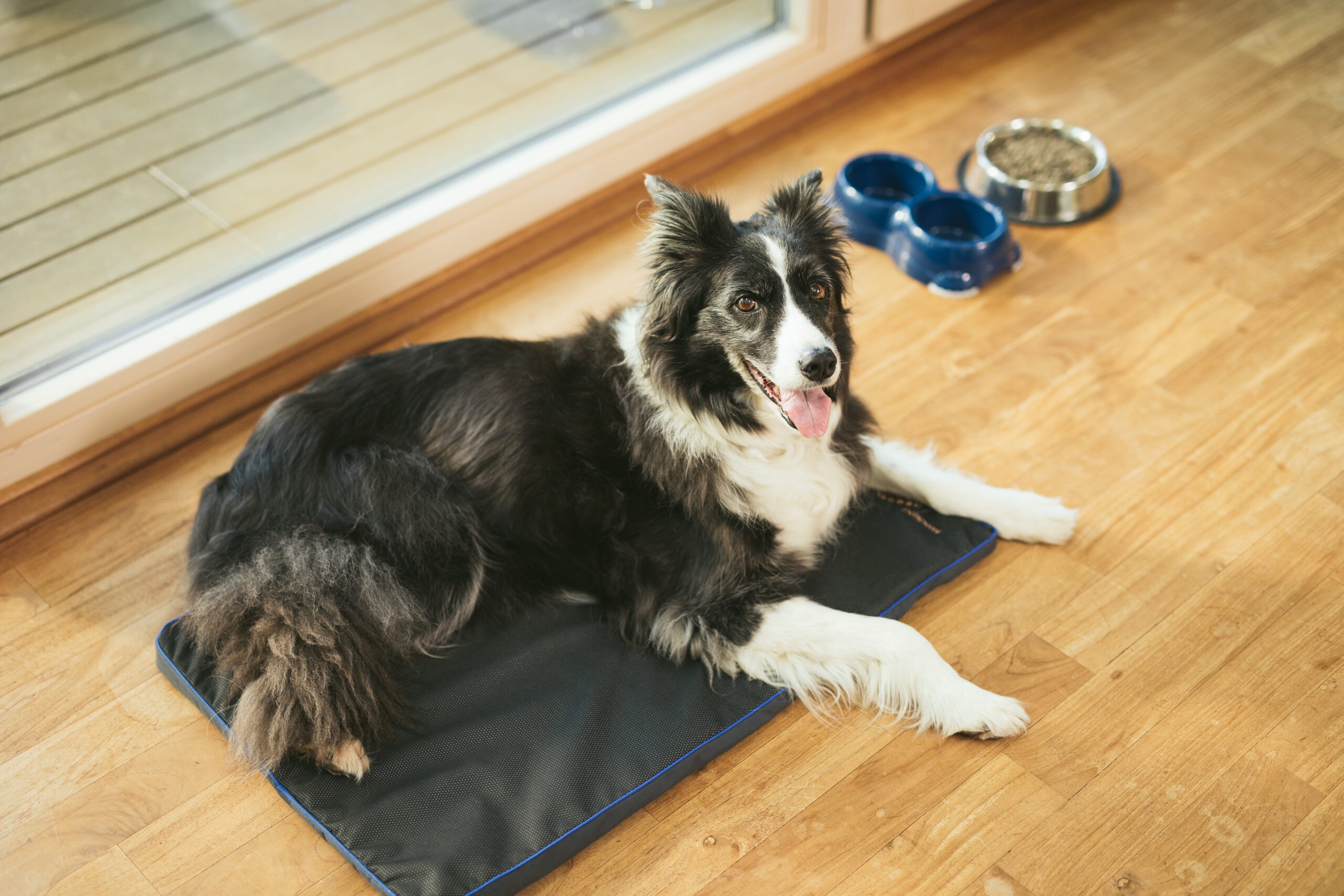 PEMF Pad for Dogs Balanced Motion Veterinary Services