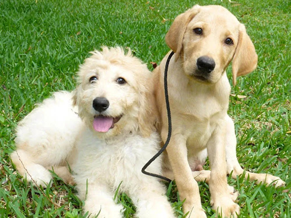 Potty Training Tips Balanced Obedience