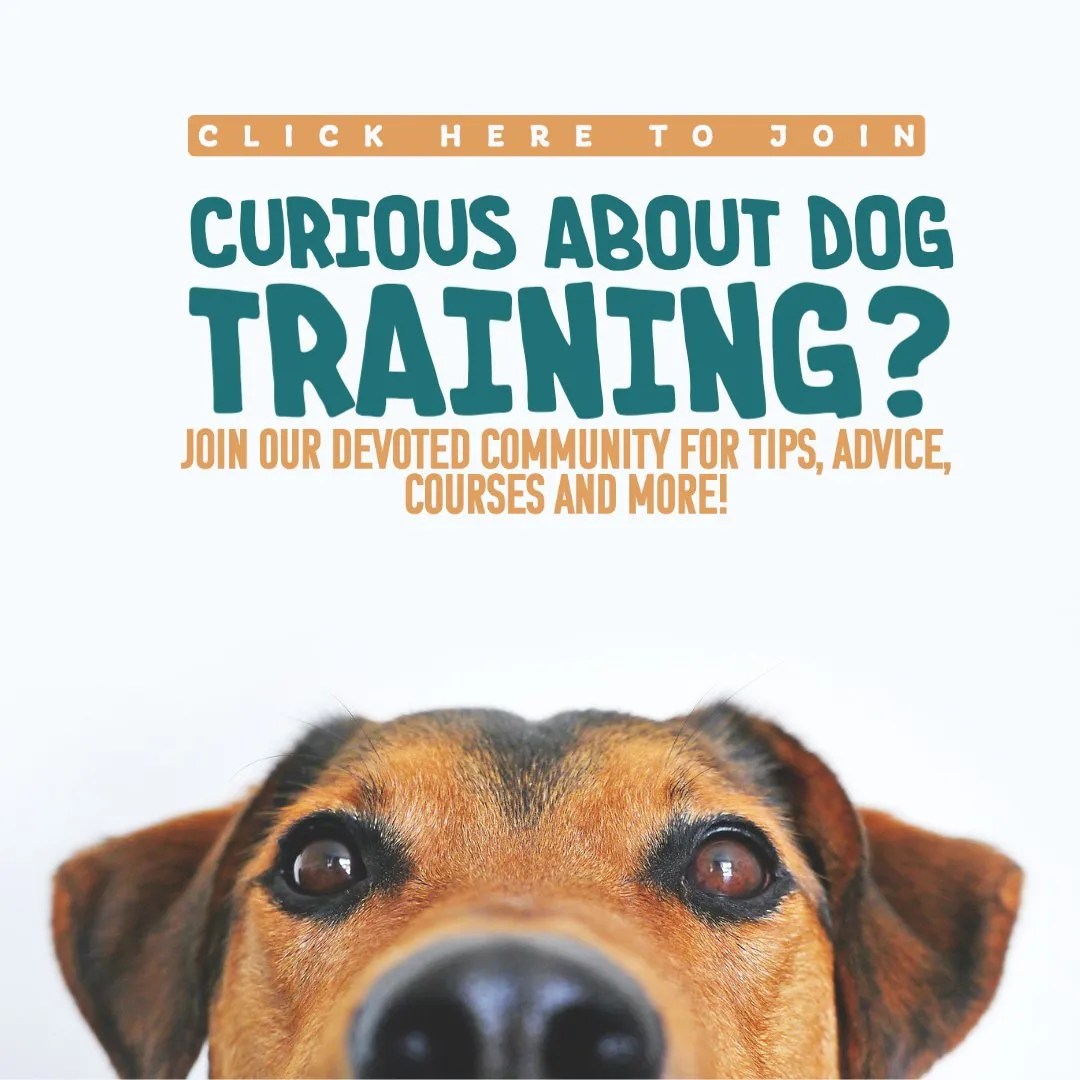 Dog Training Honolulu Professional Dog Trainer on Oahu Balanced