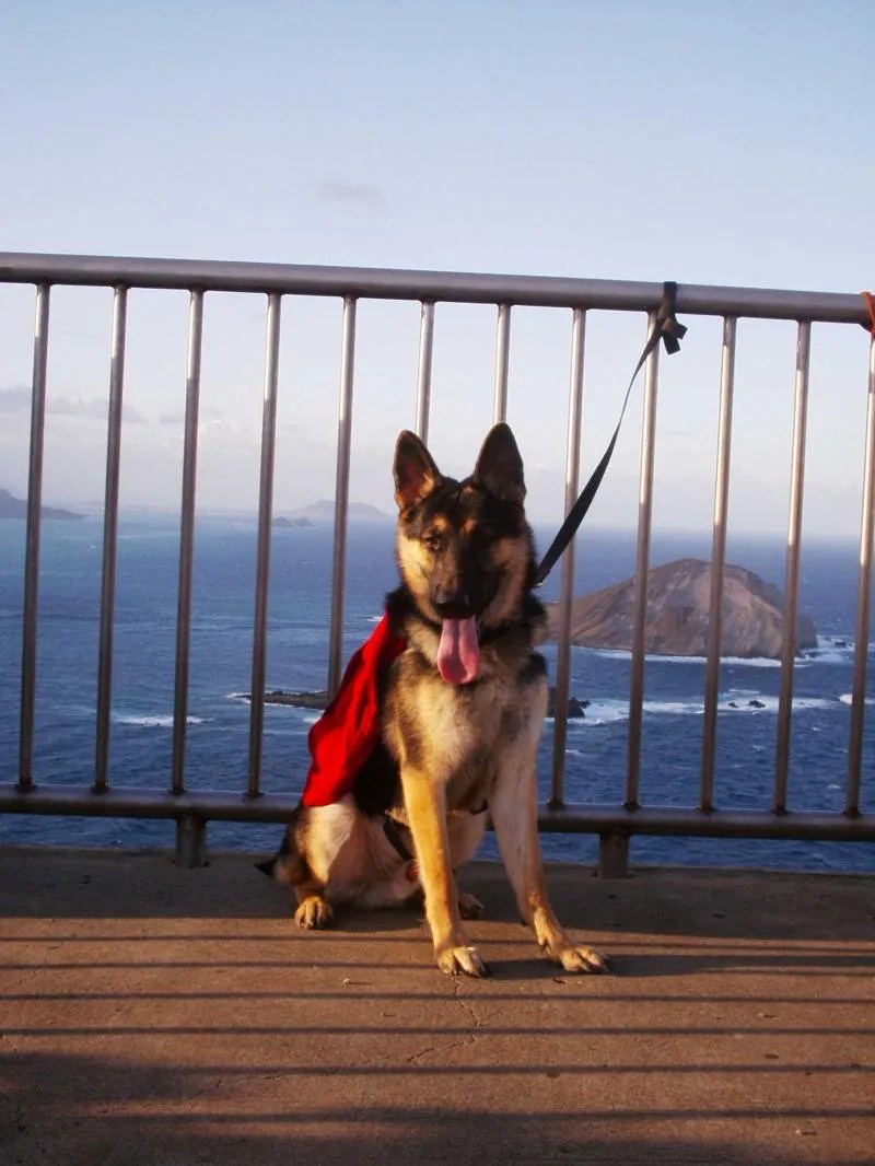 Shepherds Balanced Obedience