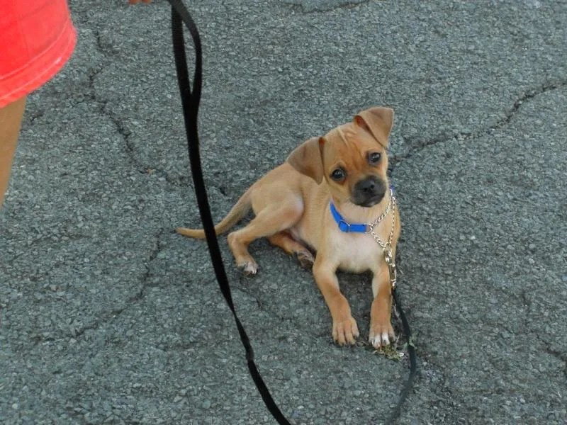 Balanced Obedience Dog and Puppy Training on Oahu, Hawaii