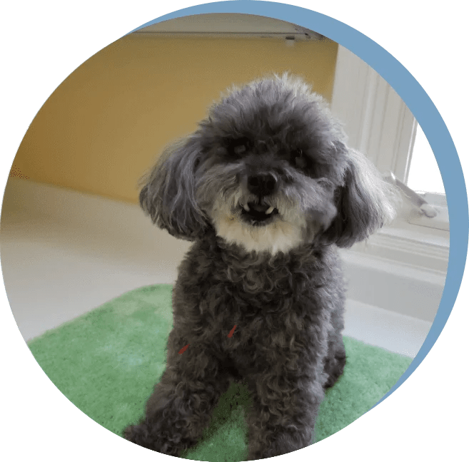 Cremation Balanced Paws Pet Cremation Services