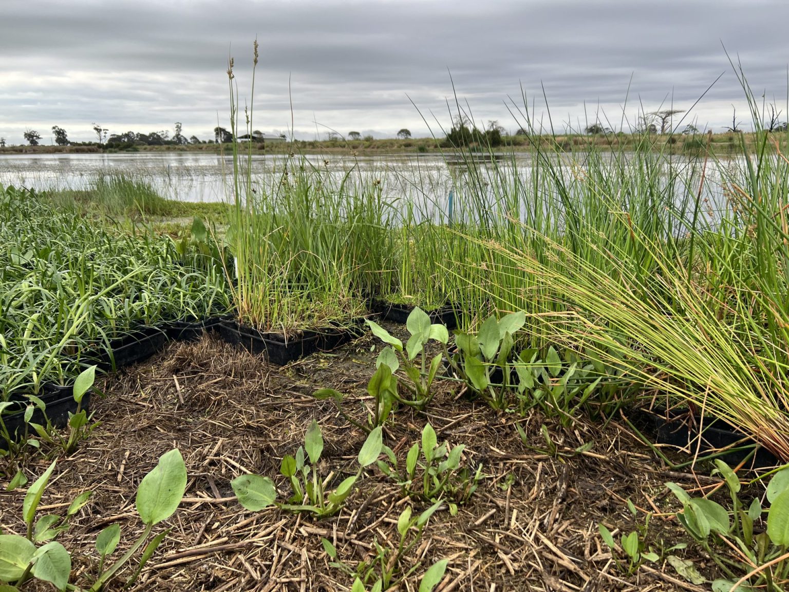 Koo Wee Rup Wetlands Wetland Creation and Management