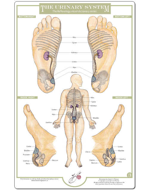 Vacuflex reflexology system for sale