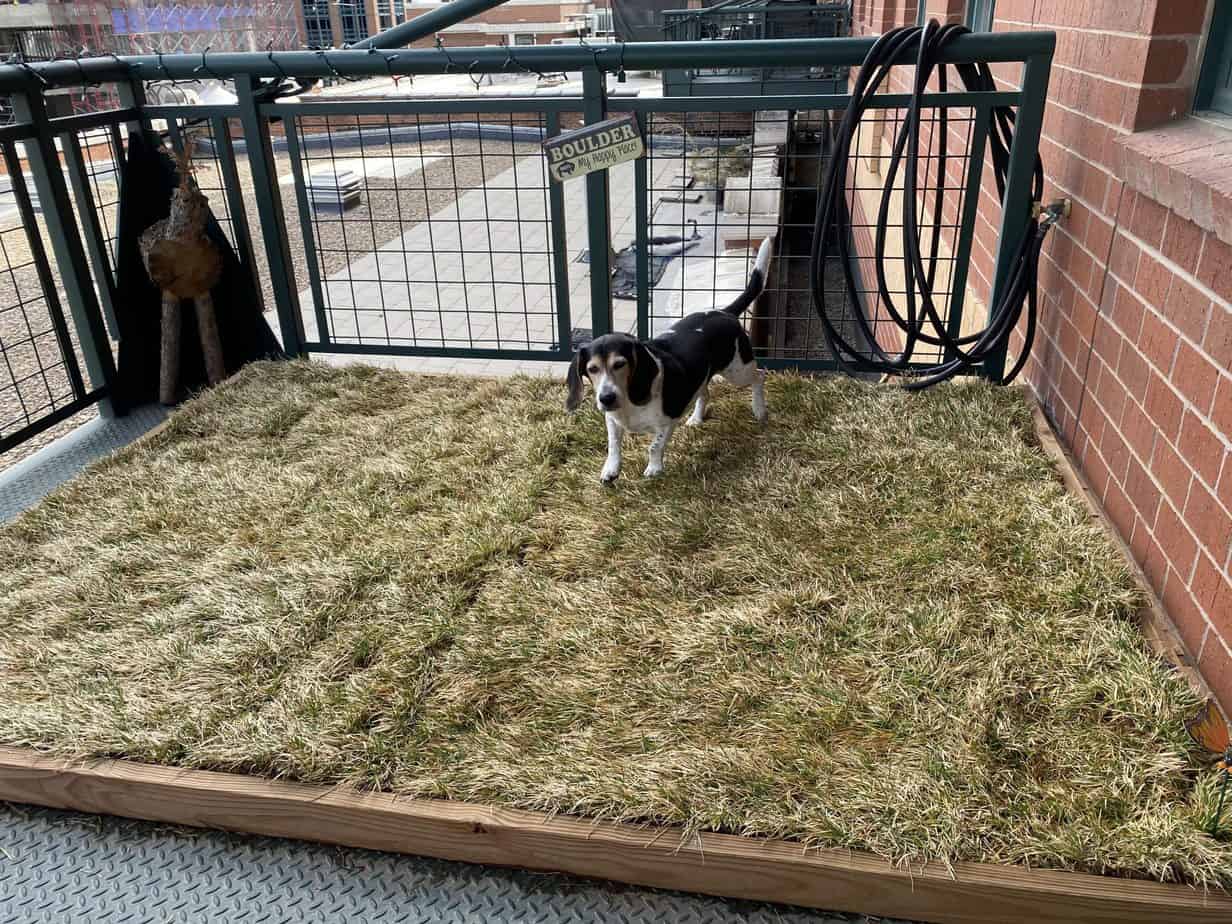 Easy Build DIY Balcony Dog Potty Areas with Real Grass Balcony Boss