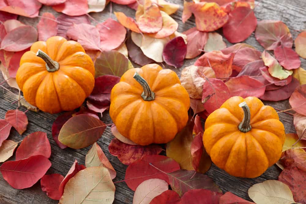 How to Grow and Care for Mini Pumpkins Balcony Boss