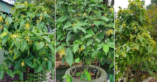 How to Grow YlangYlang Complete Growing Guide