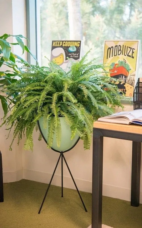 26 Best Office Desk Plants That Don't Need Space