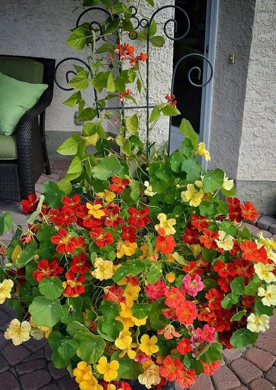 How to Grow Nasturtium in a Container Balcony Garden 