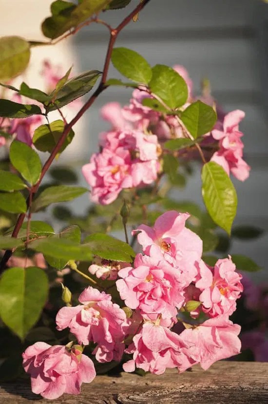 17 Different Types of Roses Best Rose Varieties Balcony Garden 