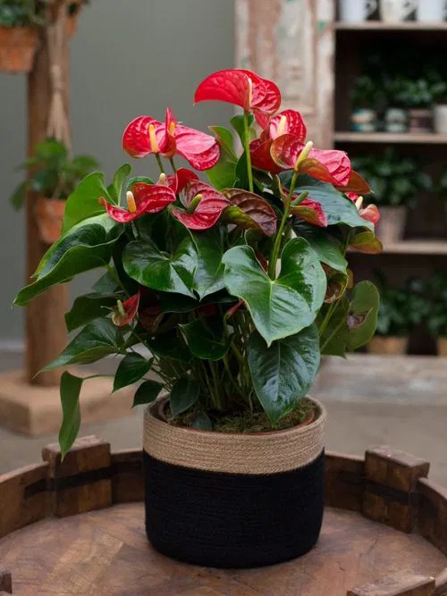 10 Types of houseplants that help absorb CO2 very effectively