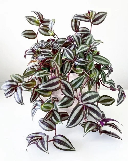 Wandering Jew Care How to Grow an Inch Plant Indoors