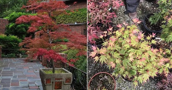 How to Grow a Japanese Maple Tree in a Pot Balcony Garden 